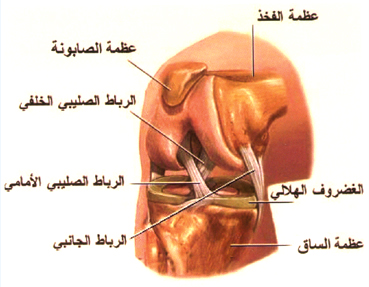 إصابة الرباط الصليبى الخلفى