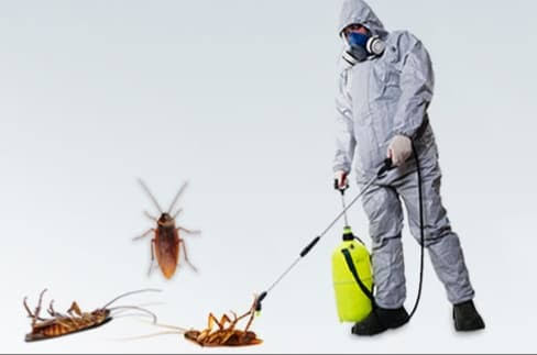 افضل شركة مكافحة حشرات في العبور تعتبر الحشرات من أكثر الأسباب شيوعاً لانتشار العدوى والأمراض والبكتيريا ، وايضا من أكثر الأمور المزعجة 