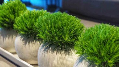 أفضل مواقع شراء نباتات طبيعية اون لاين