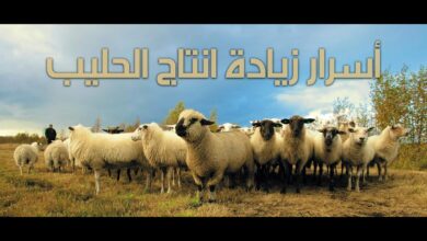 افضل علف لزيادة الحليب الماعز
