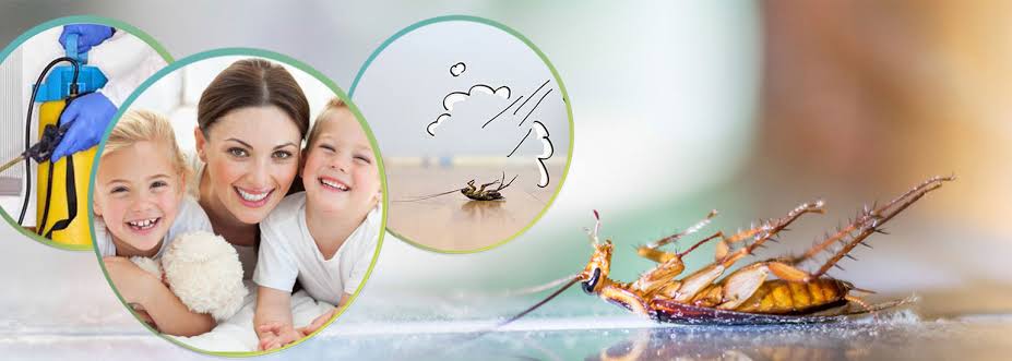 أفضل شركة مكافحة حشرات فى مدينتي